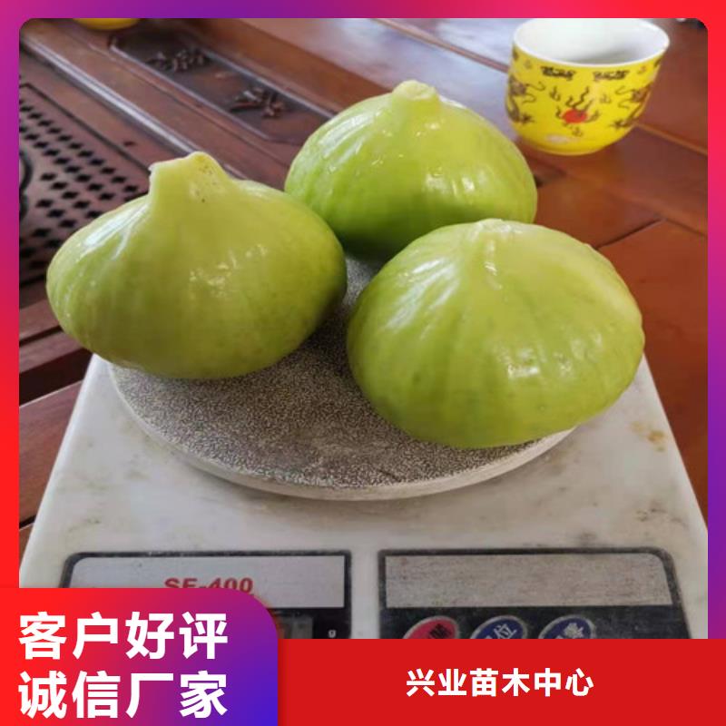 无花果海棠盆景苗好产品不怕比