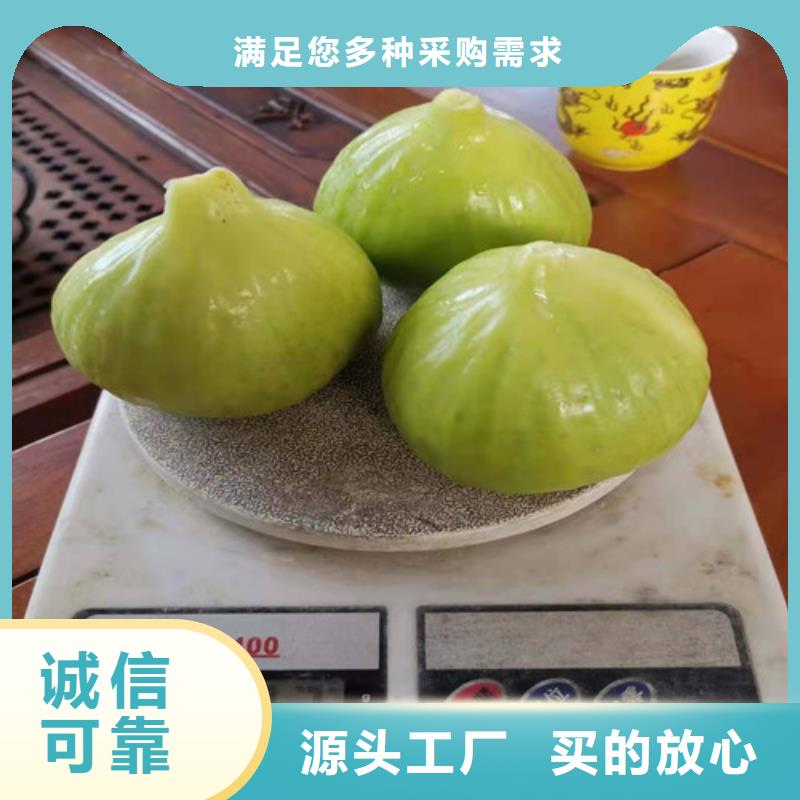 无花果樱桃树苗用途广泛