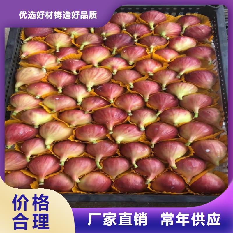 桃树苗-视频-安徽省桃树苗-周边可服务区域巢湖|合肥|蚌埠|黄山