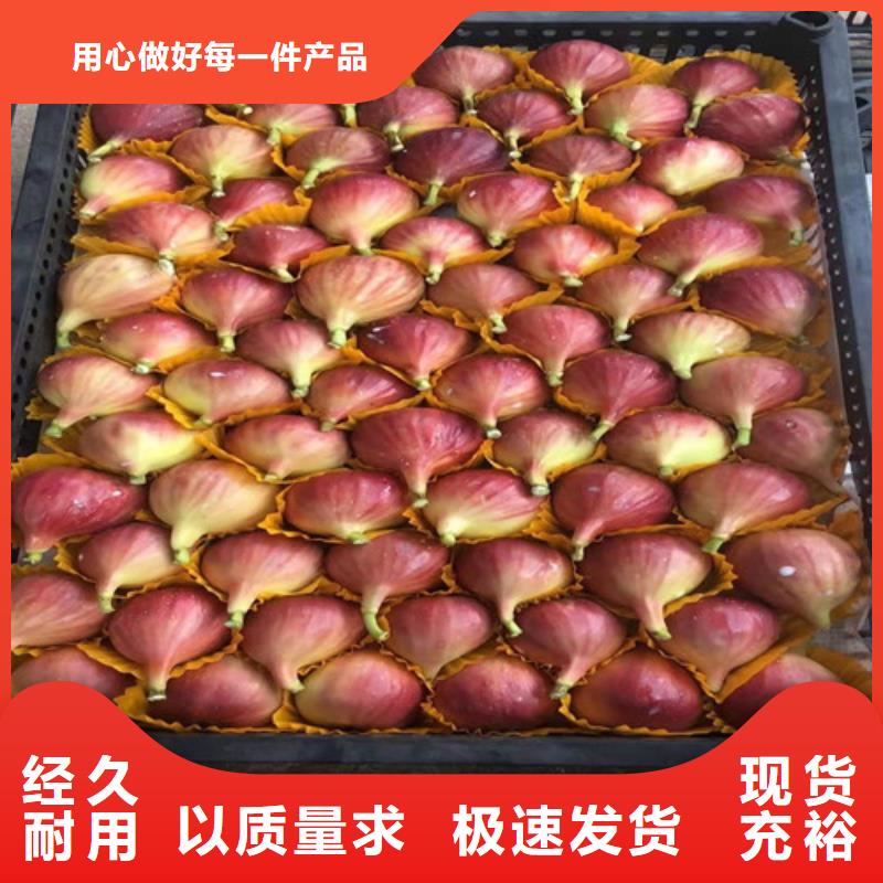 无花果_花椒苗满足客户所需