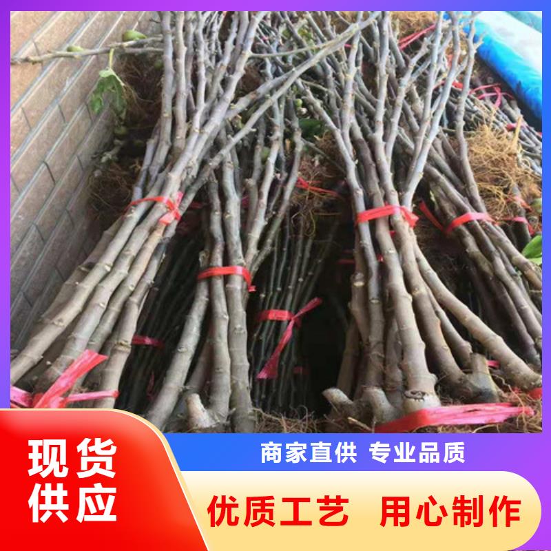无花果-蓝莓苗选择大厂家省事省心