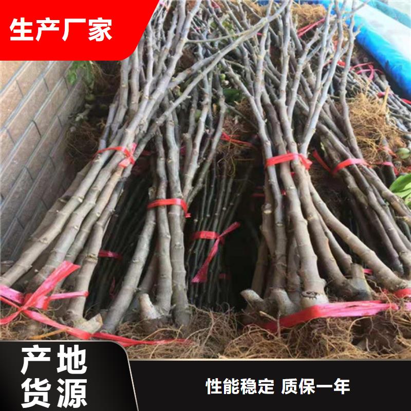 【无花果】冬枣苗优质工艺