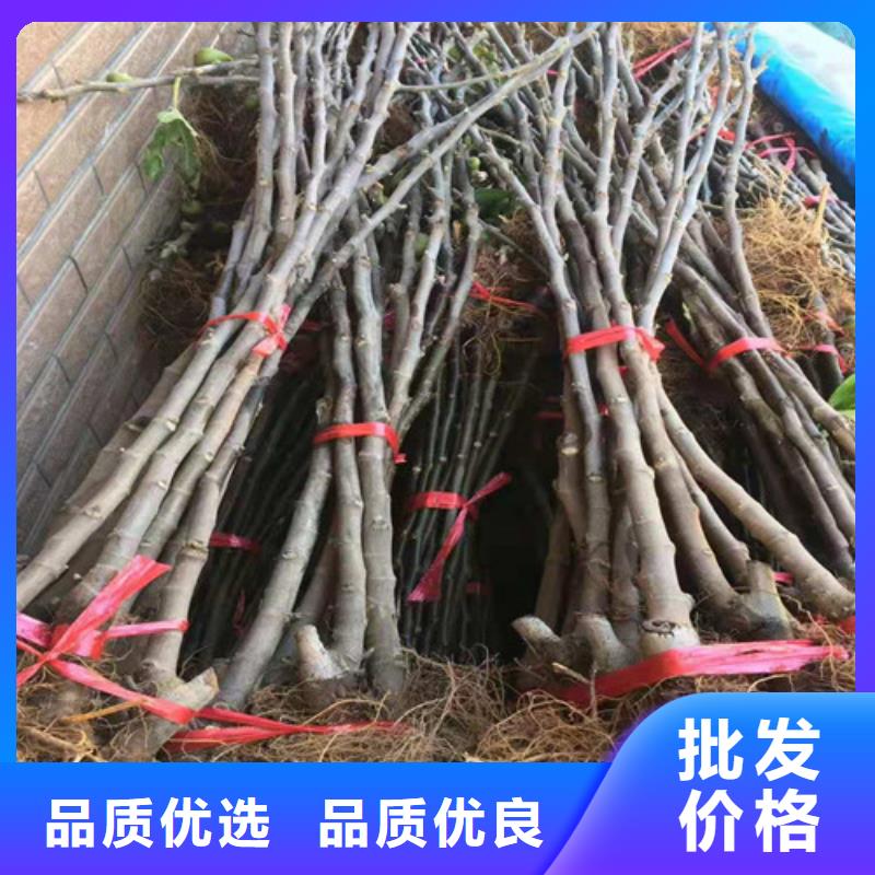 无花果红耔山楂苗24小时下单发货