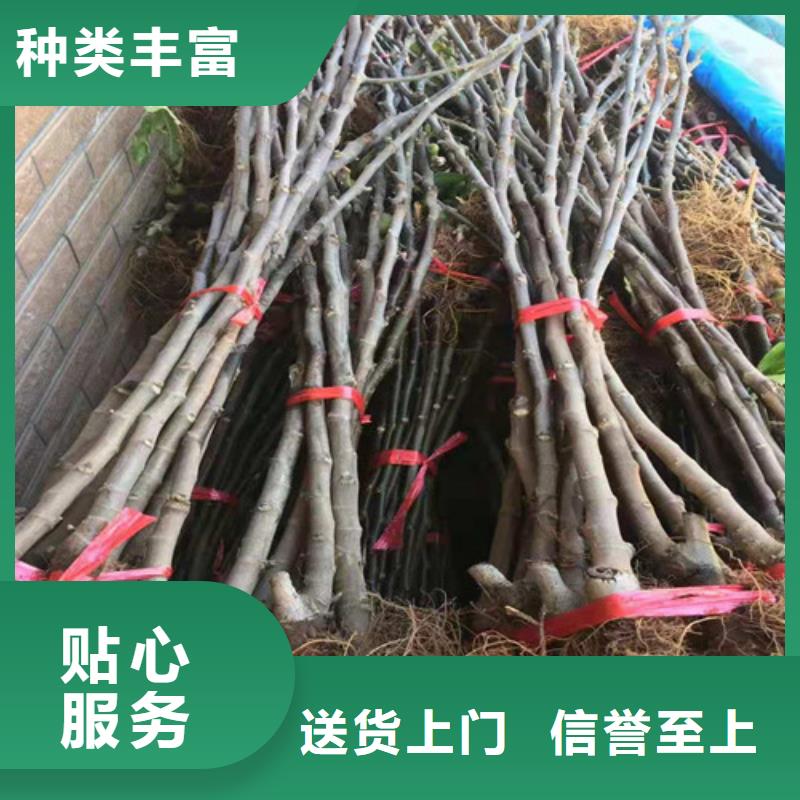 桃树苗-视频-桃树苗|阿拉善市|赤峰|兴安|呼伦贝尔|锡林郭勒|通辽|乌兰察布