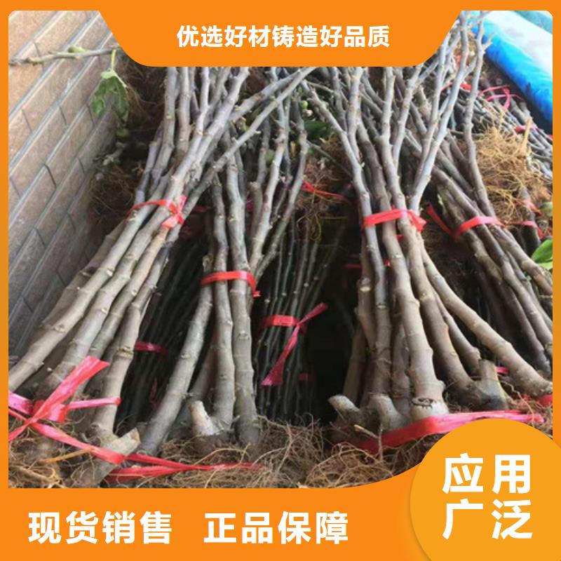 无花果珍珠油杏加工定制