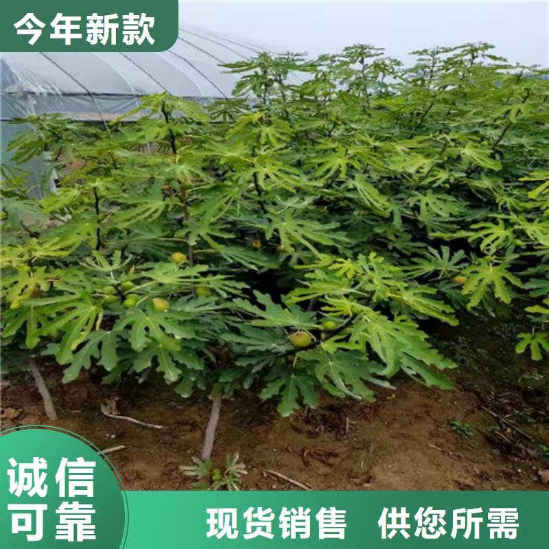 无花果大棚草莓苗自有厂家