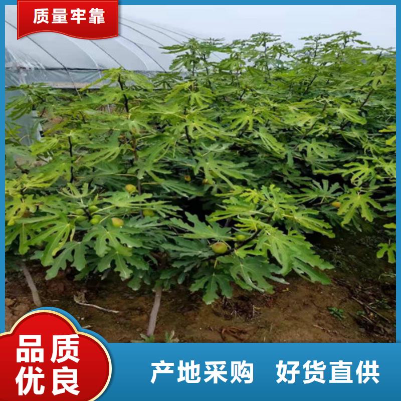 无花果花椒苗大厂家实力看得见