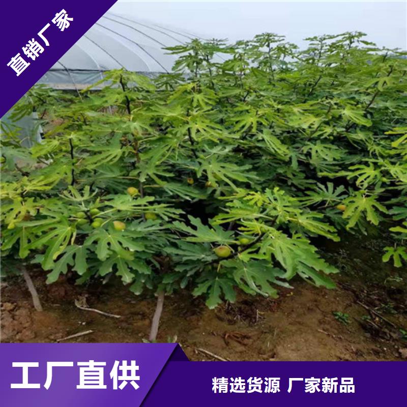 桃树苗-视频-桃树苗|阿拉善市|赤峰|兴安|呼伦贝尔|锡林郭勒|通辽|乌兰察布