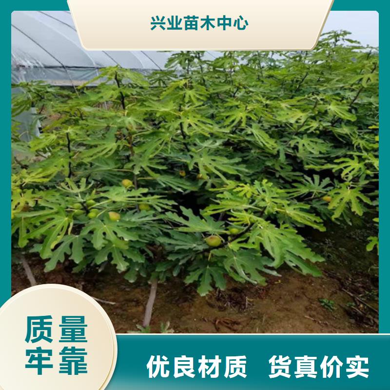 无花果樱桃树苗用途广泛