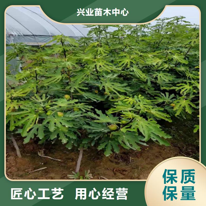 桃树苗-视频-安徽省桃树苗-周边可服务区域巢湖|合肥|蚌埠|黄山