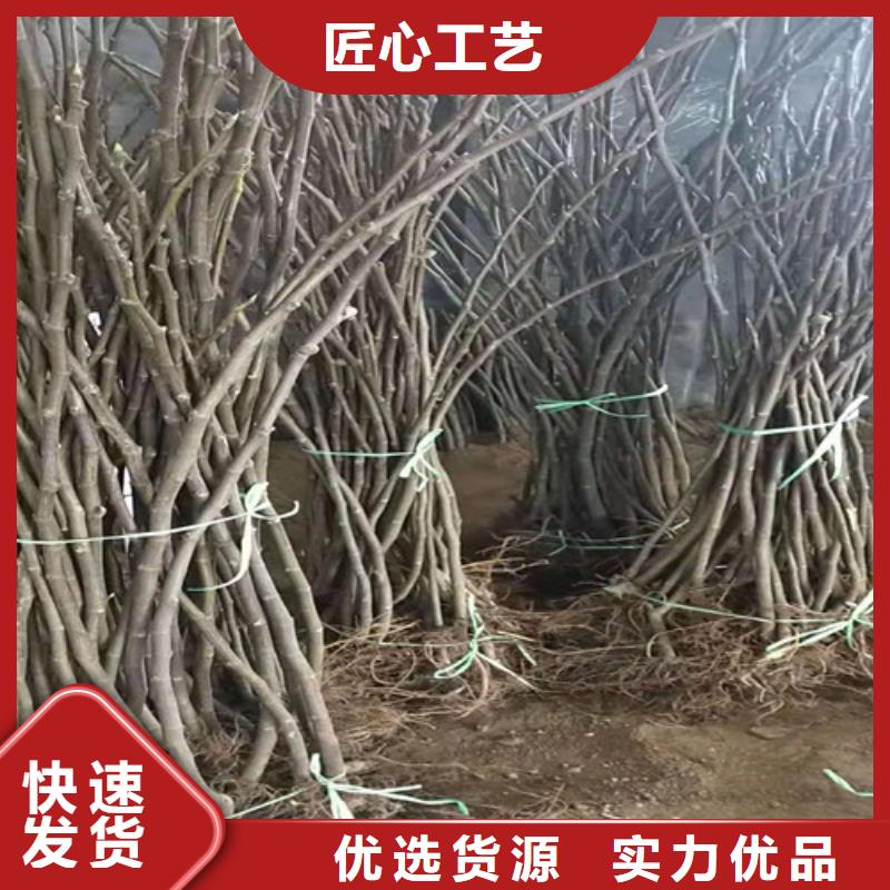 无花果板栗苗做工精细