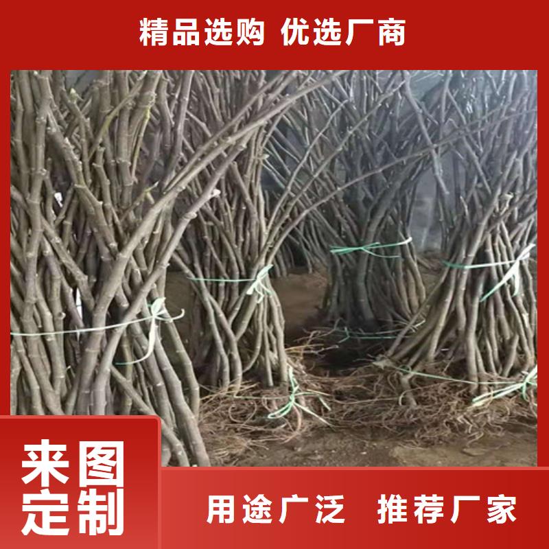 无花果【1公分杏树苗】源头厂家直销