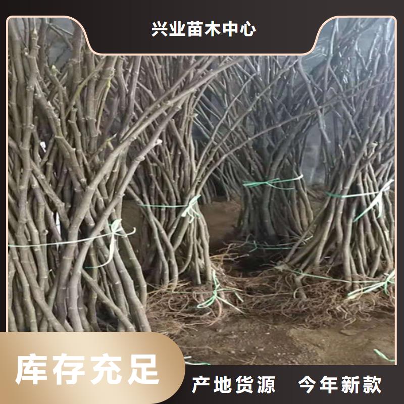 无花果_花椒苗满足客户所需