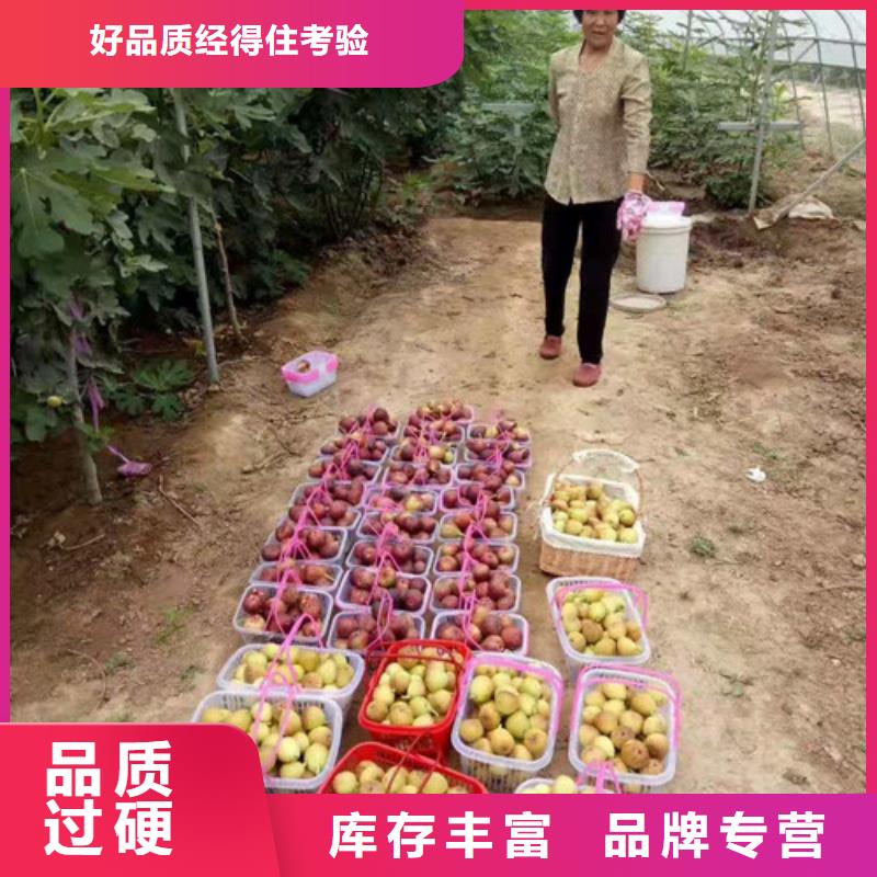 无花果_油蟠7-7实力公司