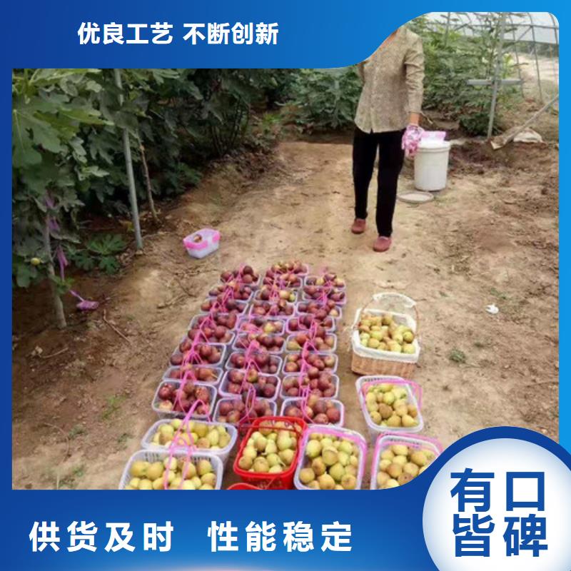 无花果1公分杏树苗制造生产销售