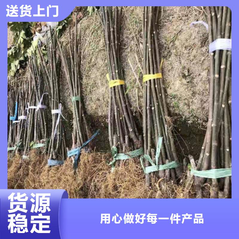 桃树苗-视频-安徽省桃树苗-周边可服务区域巢湖|合肥|蚌埠|黄山