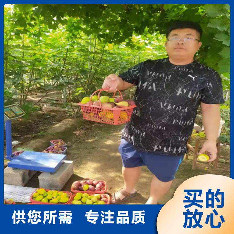 桃树苗-视频-桃树苗|阿拉善市|赤峰|兴安|呼伦贝尔|锡林郭勒|通辽|乌兰察布