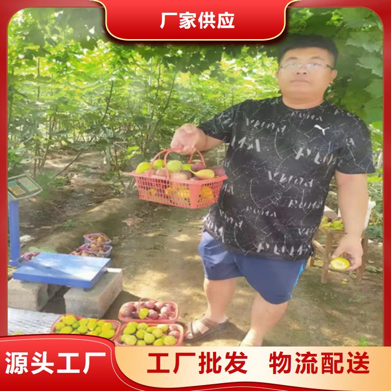无花果苹果苗送货上门
