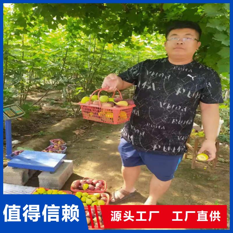 【无花果】冬枣苗优质工艺