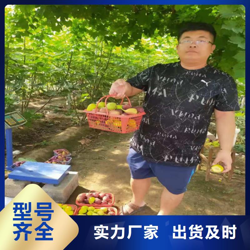 无花果红耔山楂苗24小时下单发货