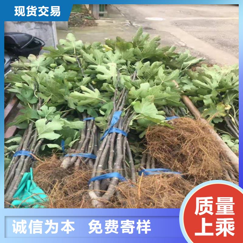 桃树苗视频-甘肃省定西市|岷县|渭源|张掖|白银|临夏|兰州|陇南|甘南|平凉桃树苗-兴业