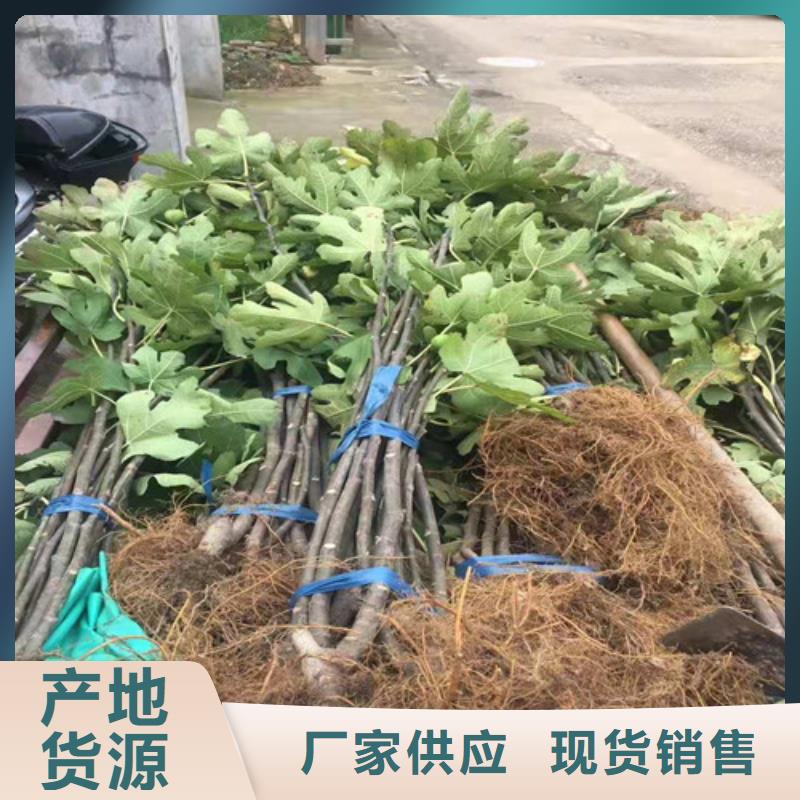 无花果红耔山楂苗24小时下单发货
