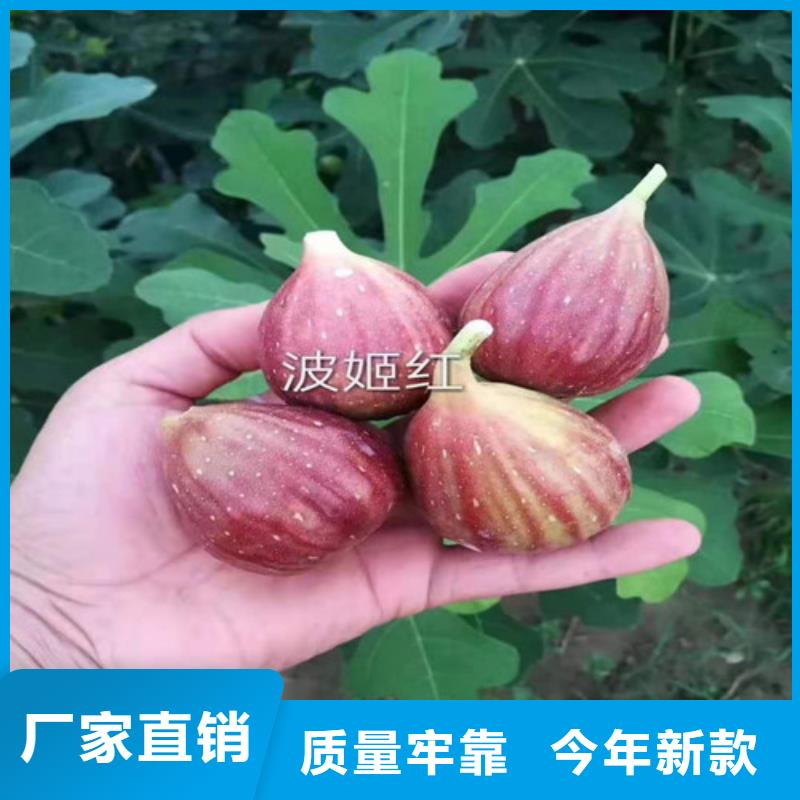 无花果苹果苗送货上门