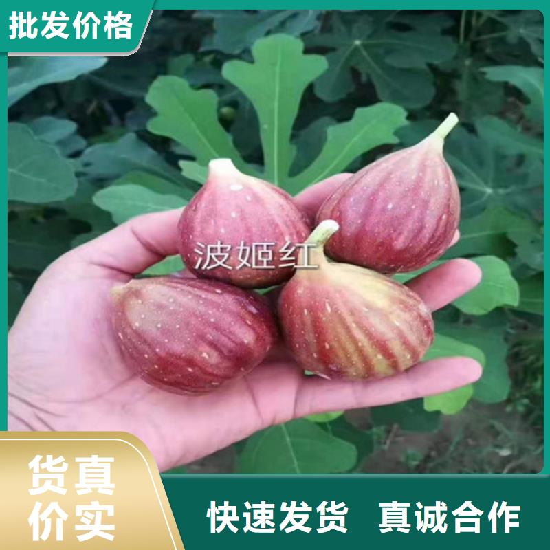 无花果1公分杏树苗制造生产销售