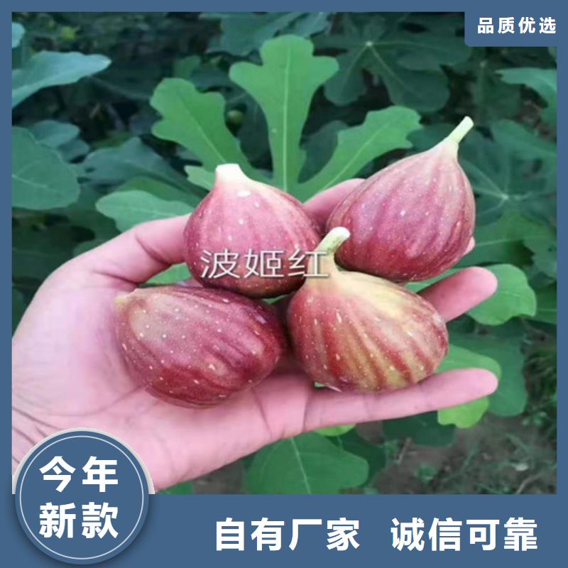 无花果大棚草莓苗自有厂家