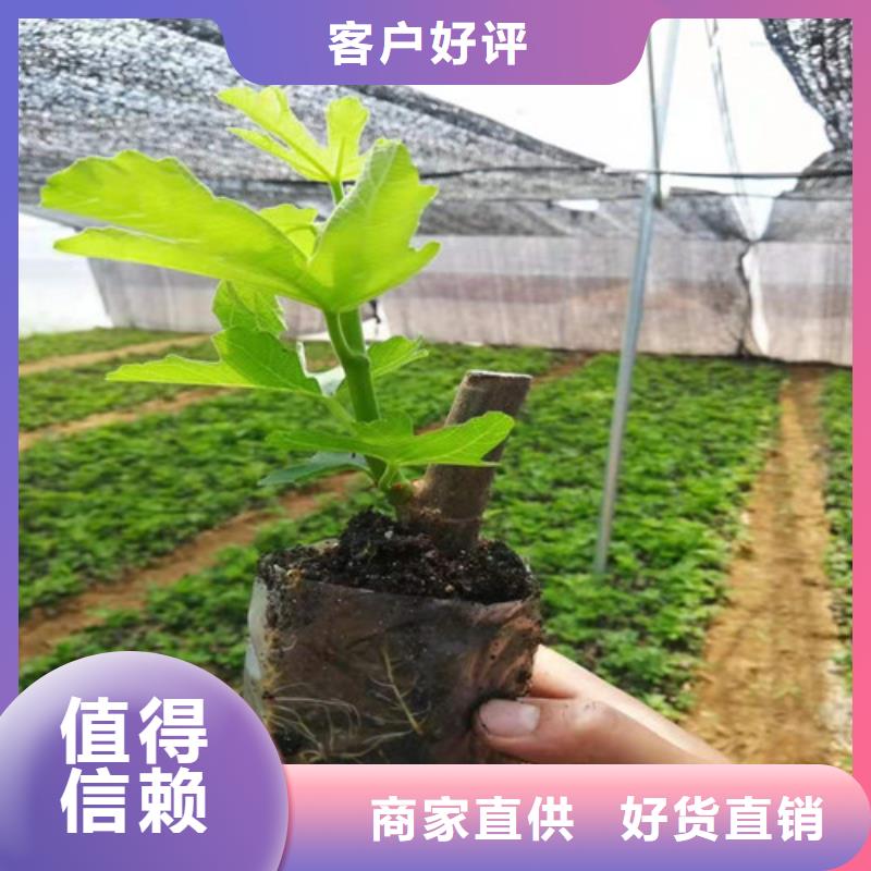 【无花果】花椒苗现货快速采购