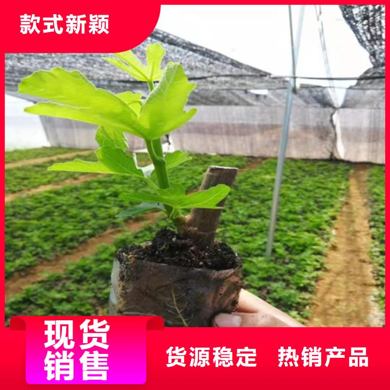 桃树苗-视频-桃树苗|阿拉善市|赤峰|兴安|呼伦贝尔|锡林郭勒|通辽|乌兰察布