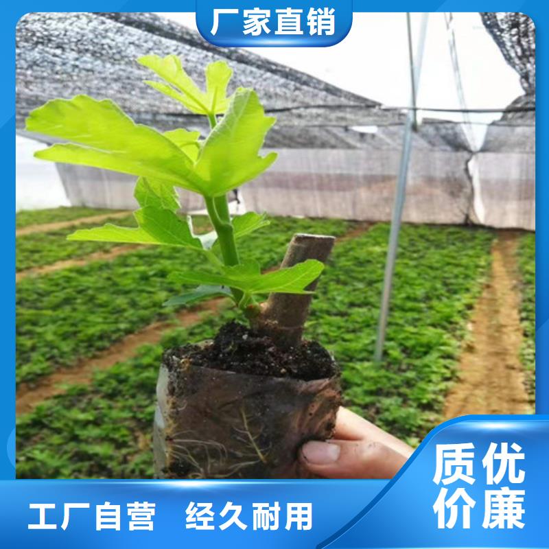 无花果板栗苗做工精细