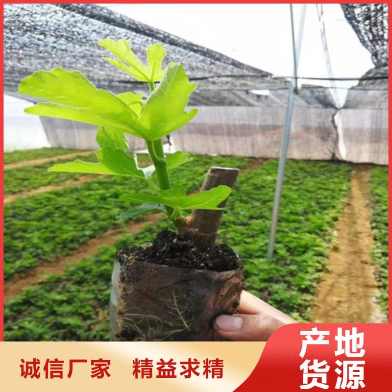 无花果苹果苗送货上门