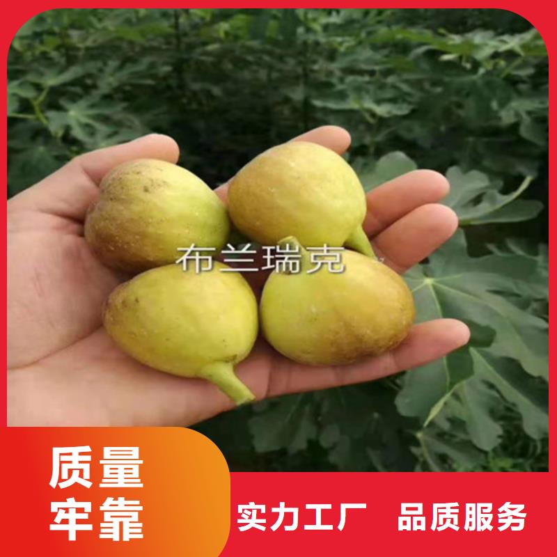 无花果【1公分杏树苗】源头厂家直销