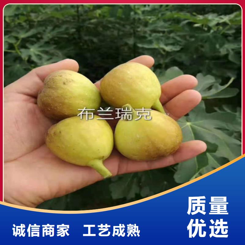 无花果红耔山楂苗24小时下单发货