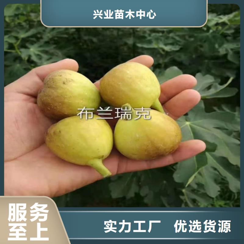 无花果奥红一号生产加工