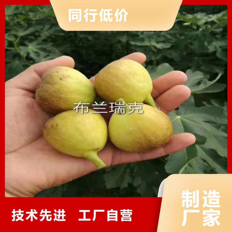 桃树苗-视频-安徽省桃树苗-周边可服务区域巢湖|合肥|蚌埠|黄山