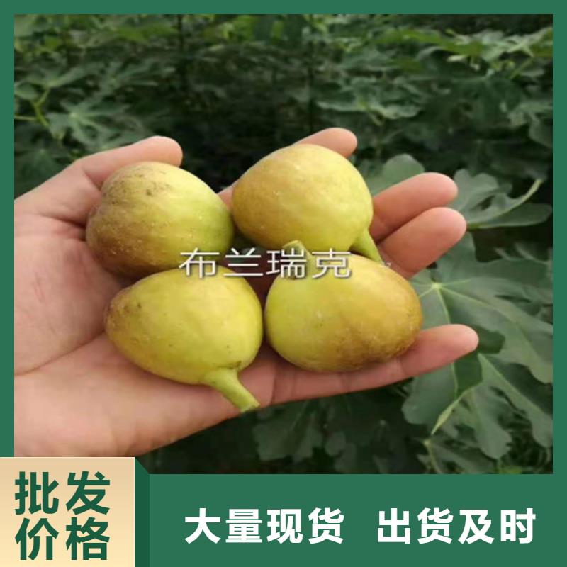 桃树苗-视频-桃树苗|阿拉善市|赤峰|兴安|呼伦贝尔|锡林郭勒|通辽|乌兰察布