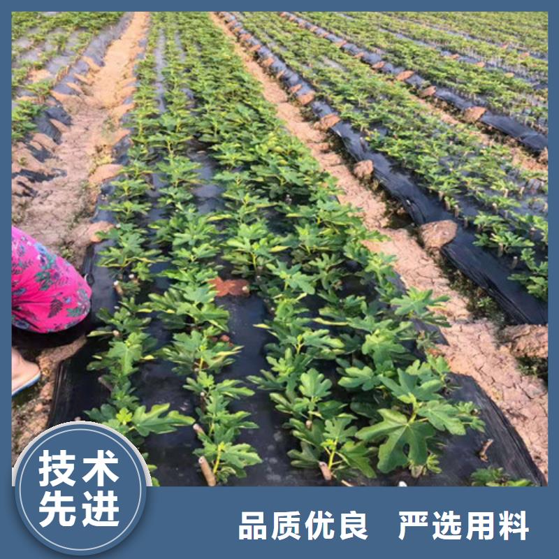桃树苗-视频-安徽省桃树苗-周边可服务区域巢湖|合肥|蚌埠|黄山