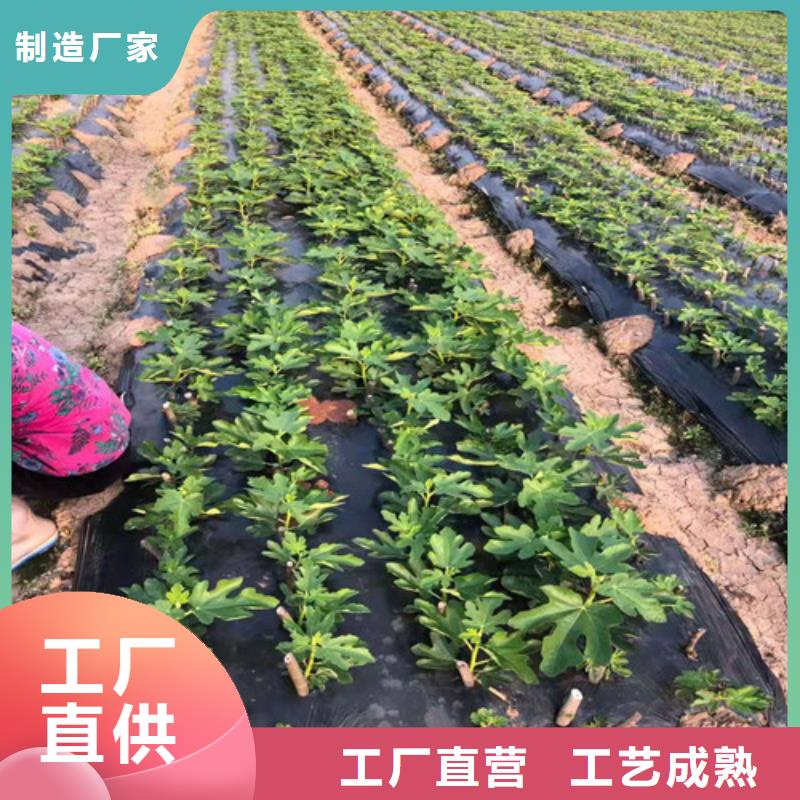 无花果【1公分杏树苗】源头厂家直销