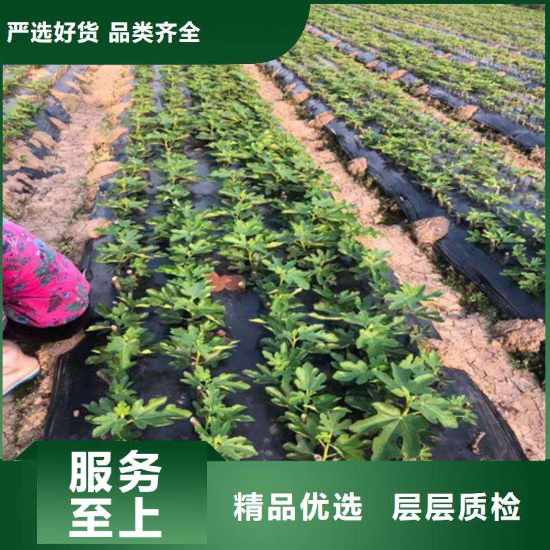 【无花果】花椒苗现货快速采购