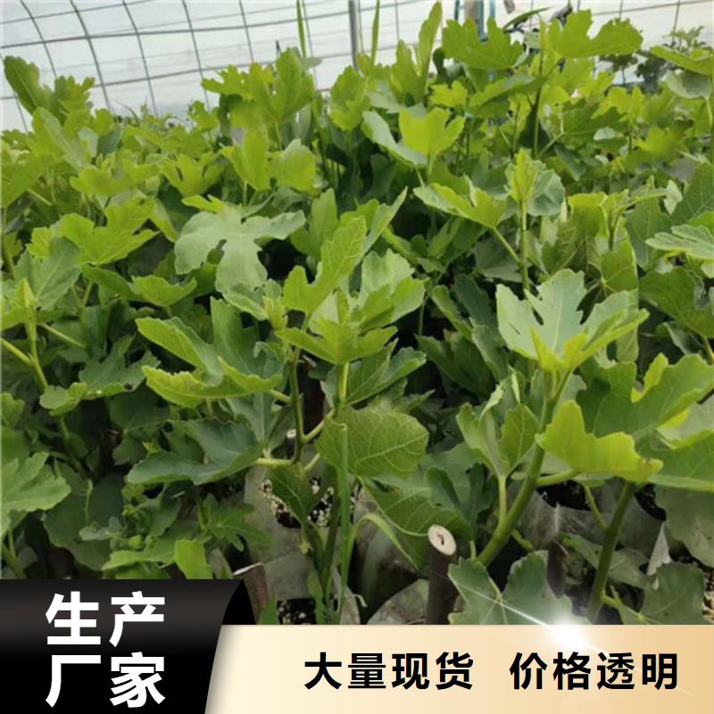无花果珍珠油杏加工定制