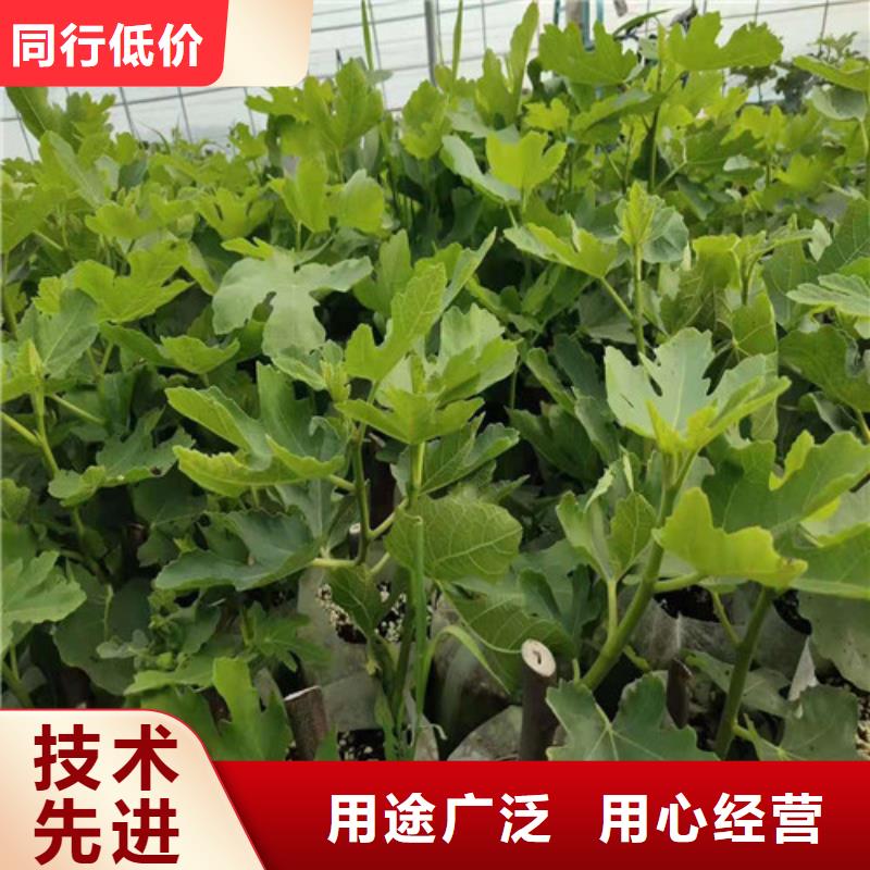 无花果山楂苗价格合理