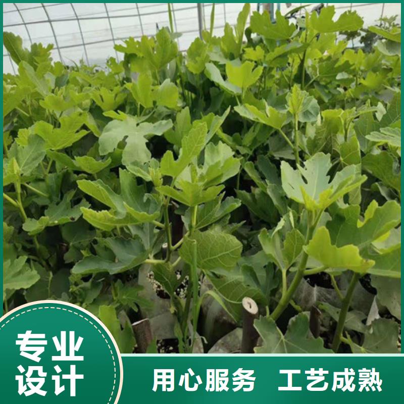 无花果花椒苗大厂家实力看得见