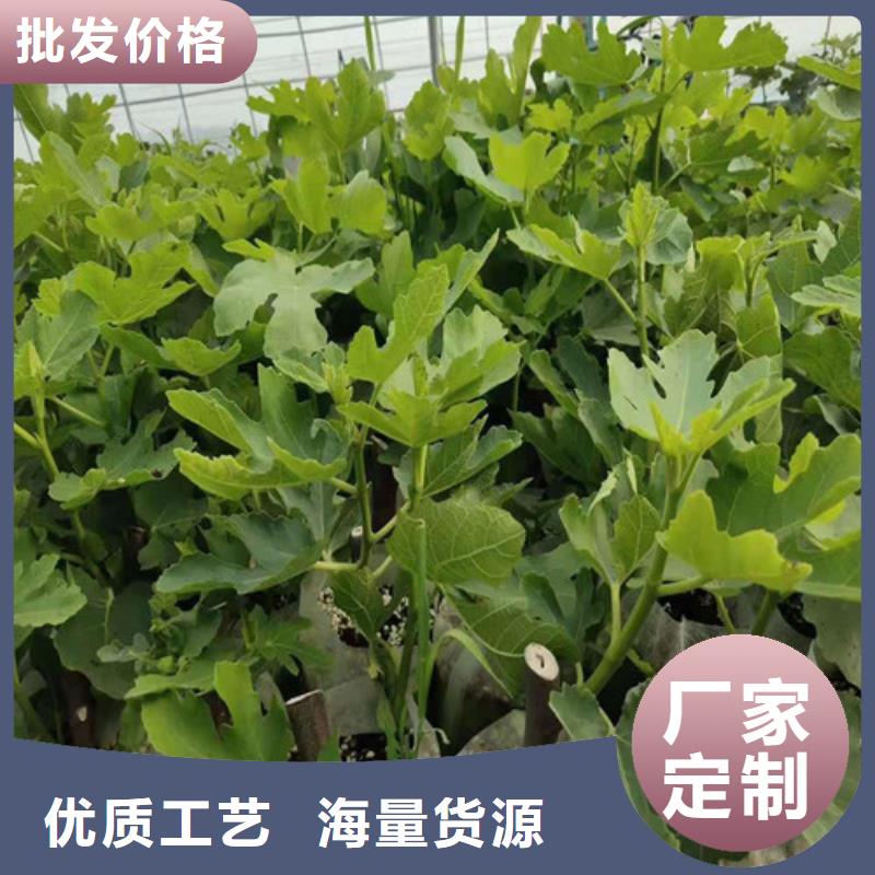 桃树苗-视频-安徽省桃树苗-周边可服务区域巢湖|合肥|蚌埠|黄山