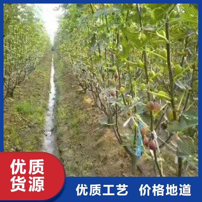 桃树苗-视频-安徽省桃树苗-周边可服务区域巢湖|合肥|蚌埠|黄山