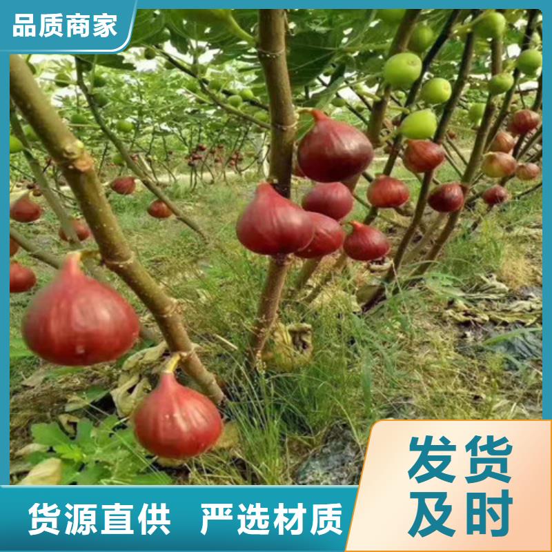 无花果_冬枣苗准时交付