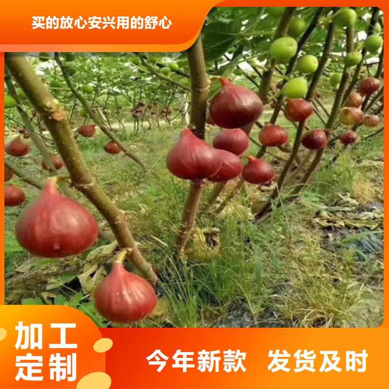 桃树苗-视频-安徽省桃树苗-周边可服务区域巢湖|合肥|蚌埠|黄山