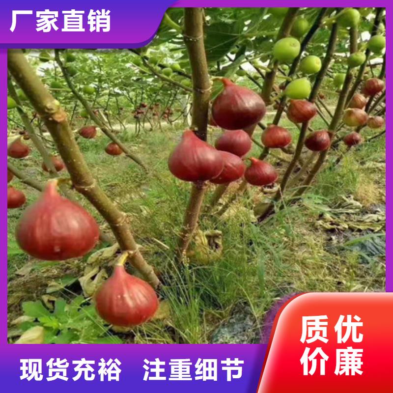 桃树苗视频-甘肃省定西市|岷县|渭源|张掖|白银|临夏|兰州|陇南|甘南|平凉桃树苗-兴业