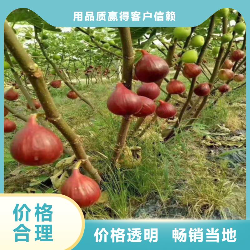 无花果樱桃树苗用途广泛
